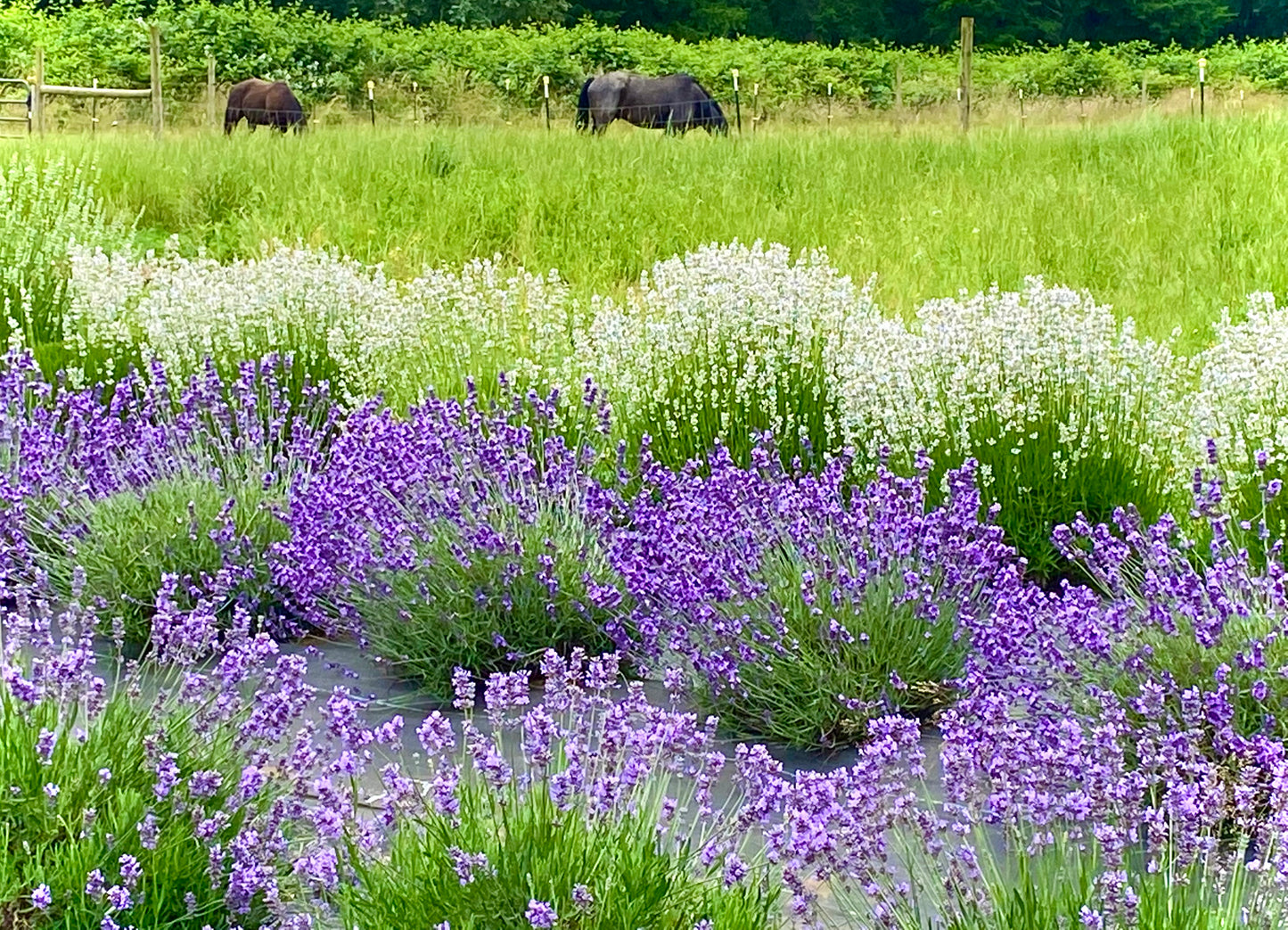 Farm-Gathered Lavender Buds – Handpicked & Homegrown