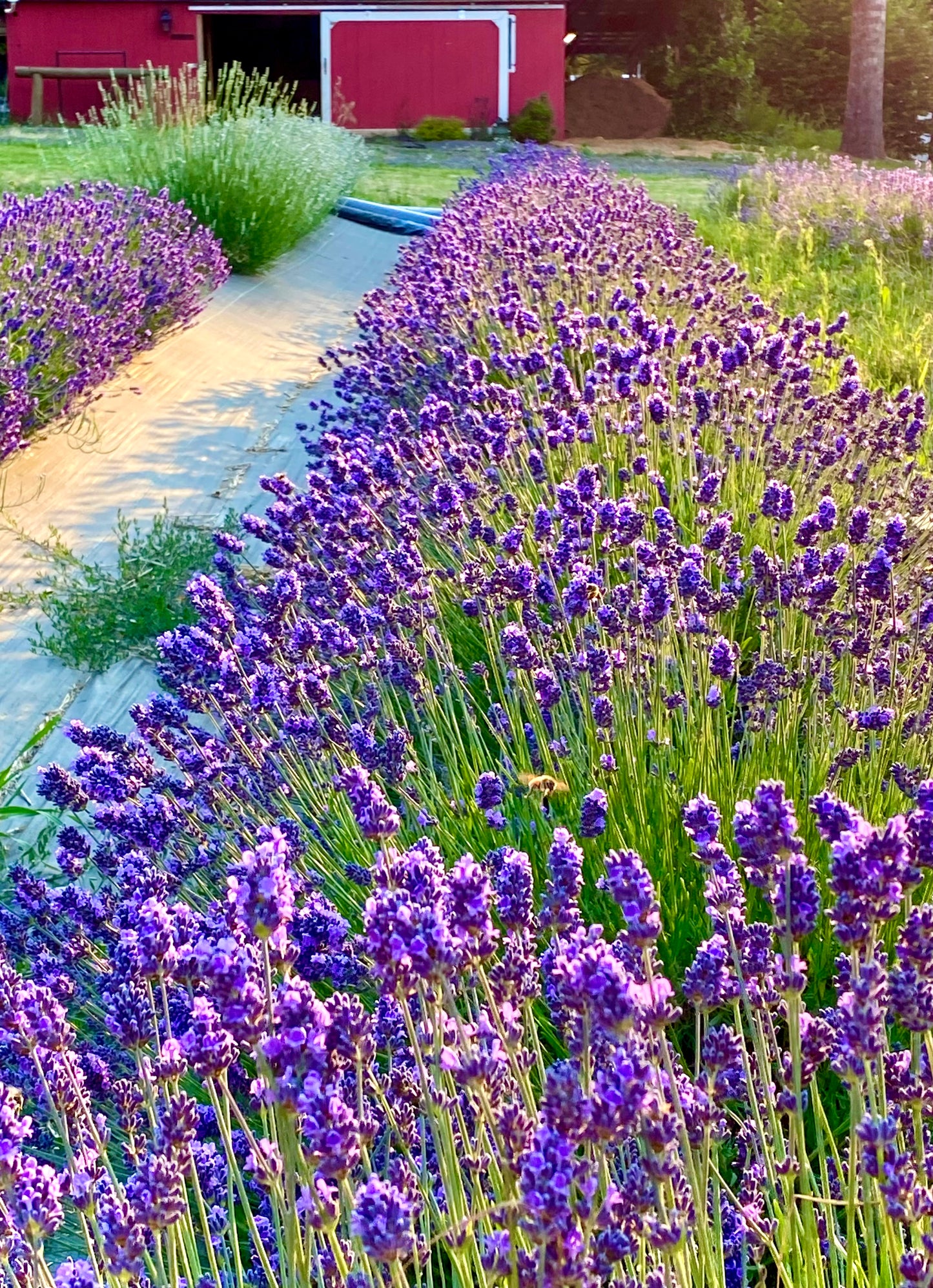 Farm-Gathered Lavender Buds – Handpicked & Homegrown